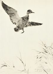 Frank Weston Benson (American, 1862-1951) Springing Teal